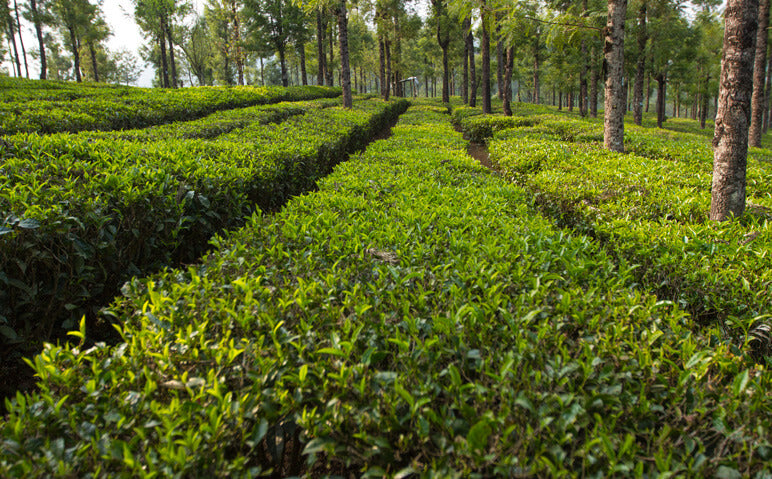Neelamalai Organics Tea Estates, Nilgiris Mountain Tami Nadu, India for Loose Leaf Teas, Organic without Certification